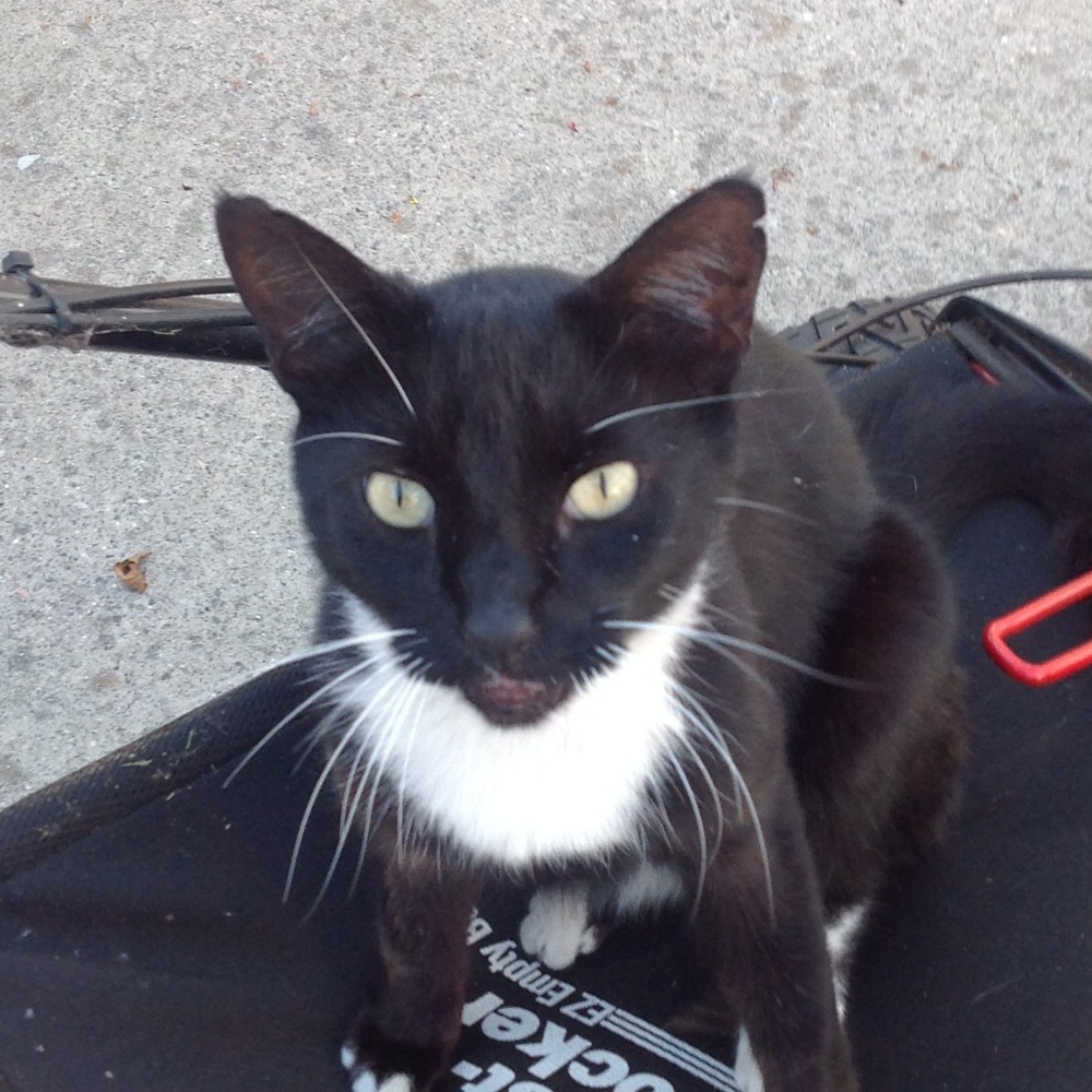 Meet your Posher, Cyn